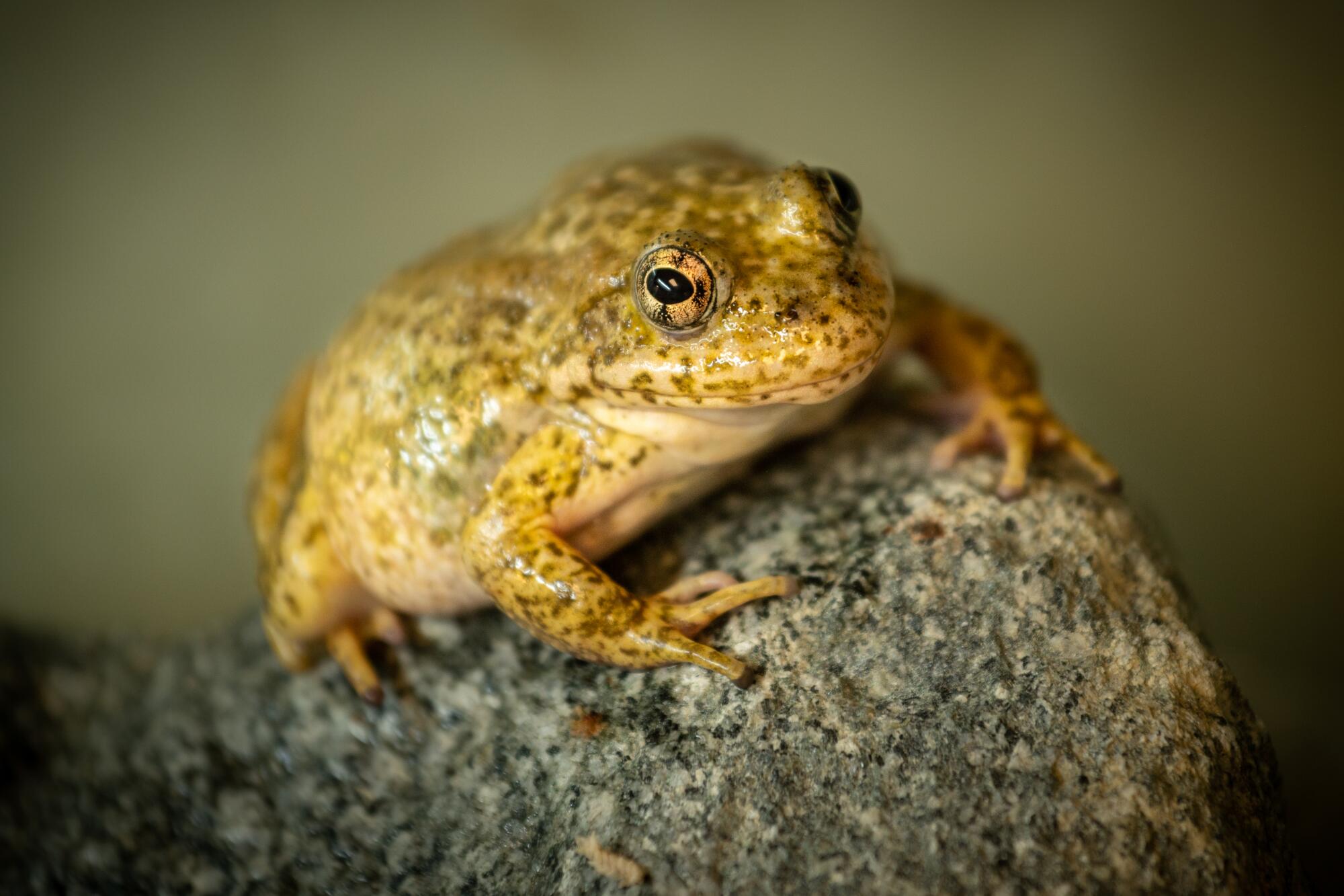 endangered frogs in natural habitat