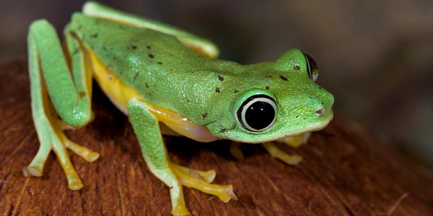 endangered frogs habitat natural reserve