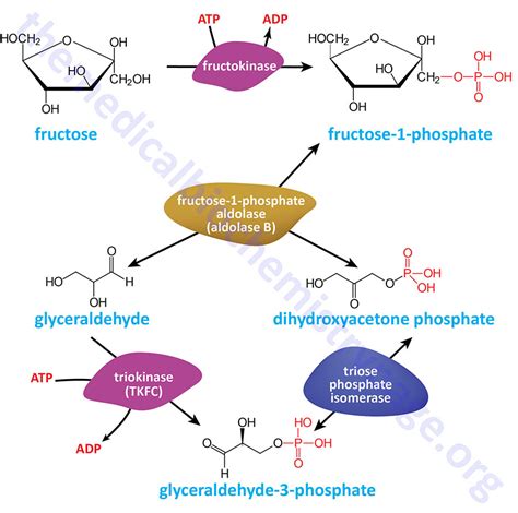 Fructose Metabolism - The Medical Biochemistry Page