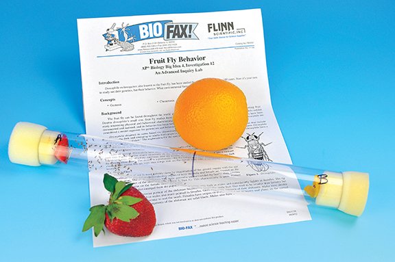fruit fly natural organic diet laboratory
