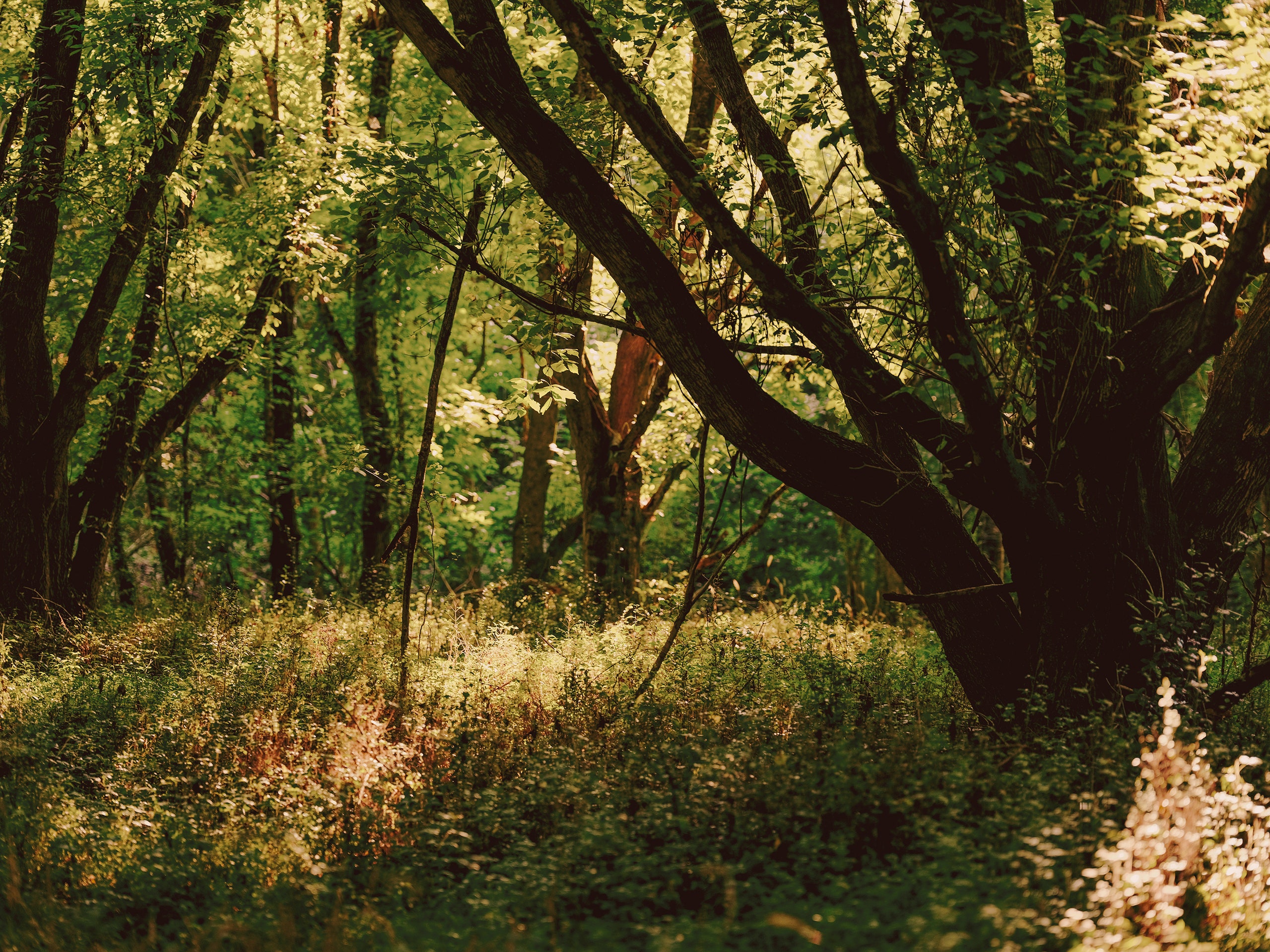 scenic forest, investigation scene, courtroom