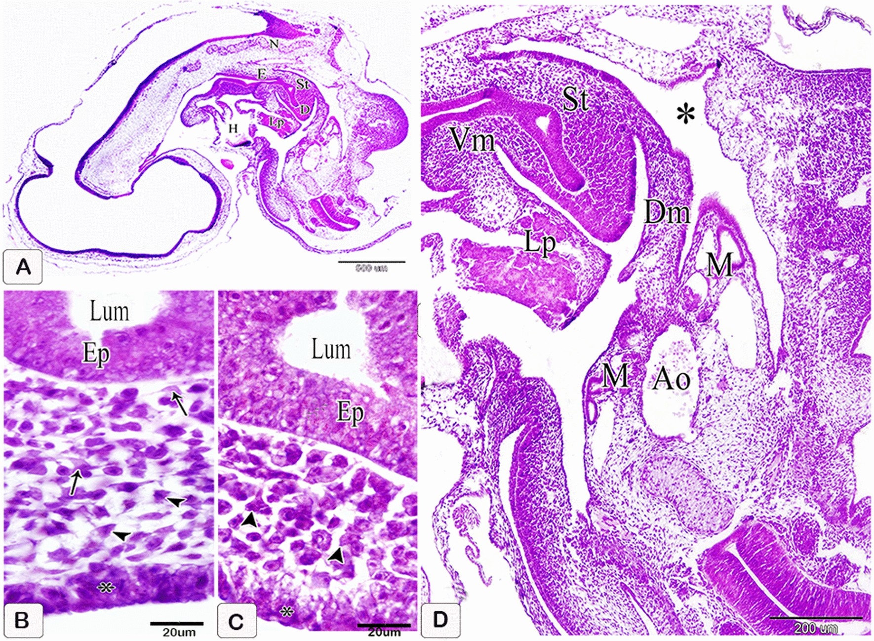 gastric anatomy model microscope analysis