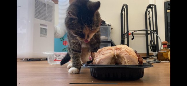 cat holding chicken