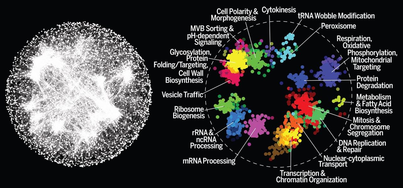 gene-categorization-network-structure-validation-persian-j9eiuaj7