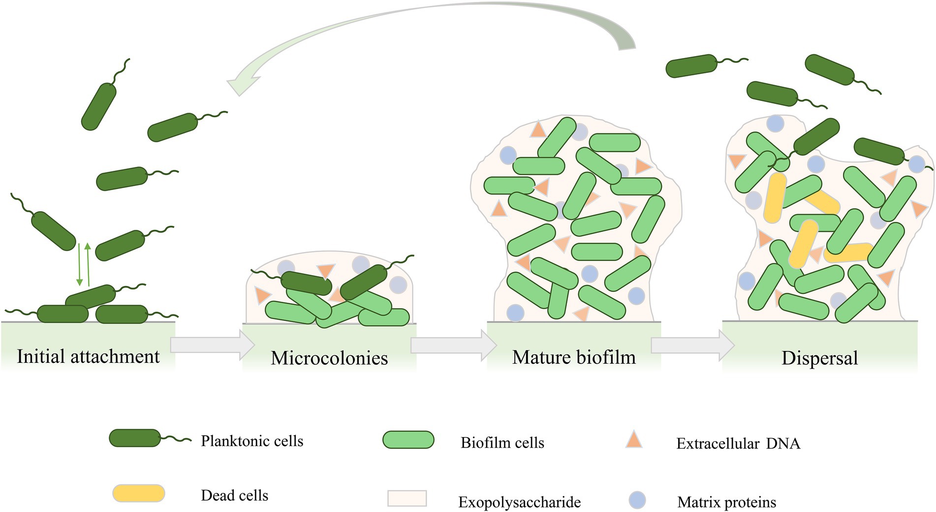 pseudomonas aeruginosa biofilm
