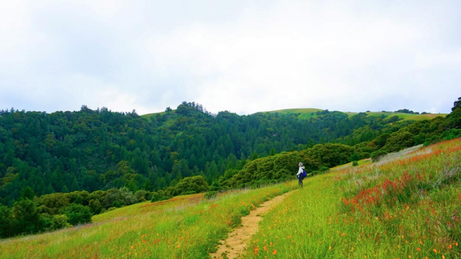 nature health recovery landscape