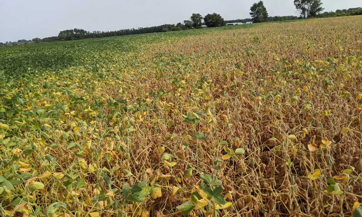 soybean field drought