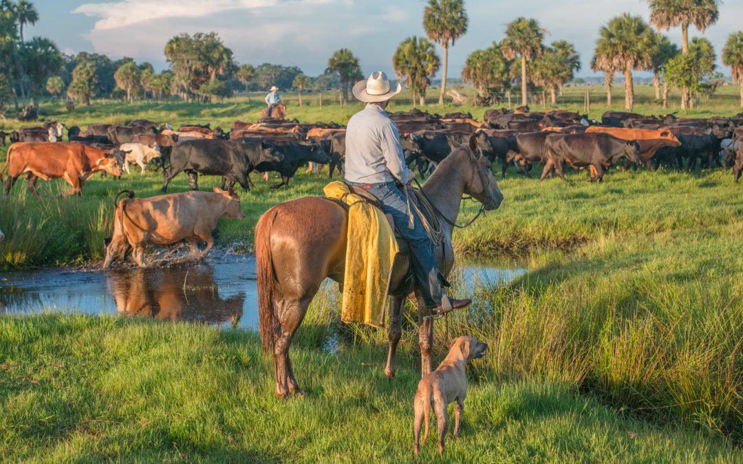 cattle ranch landscape