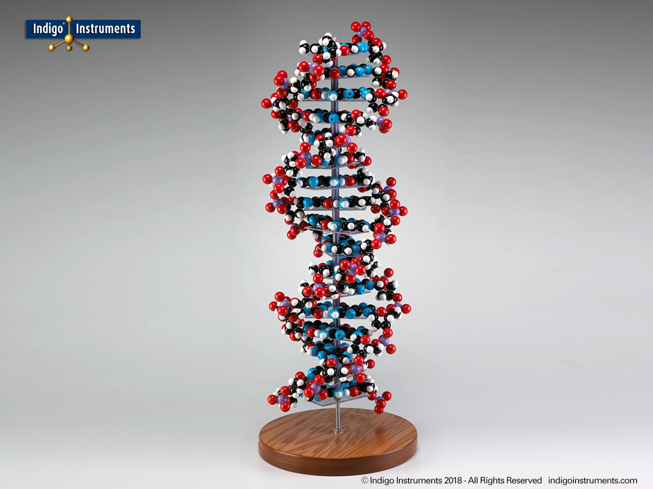 laboratory equipment and DNA models