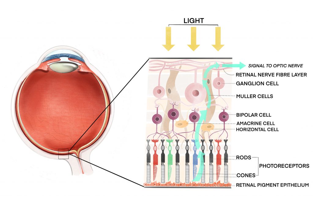 retina photoreceptor cells and genetic testing equipment