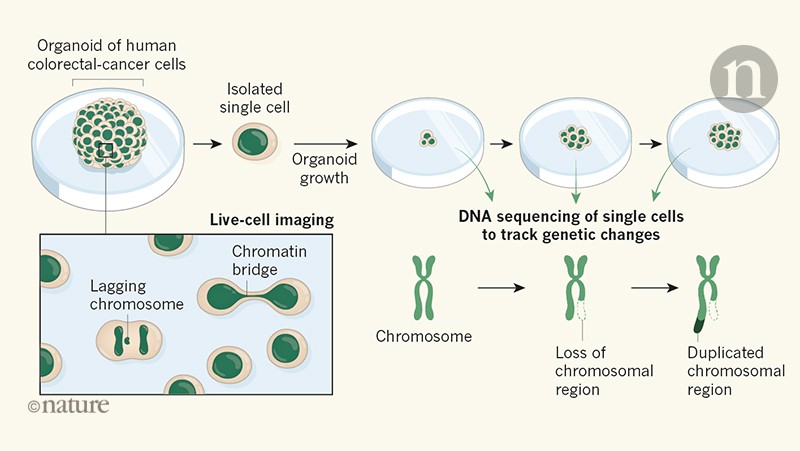 cancer cells chromosomal instability laboratory
