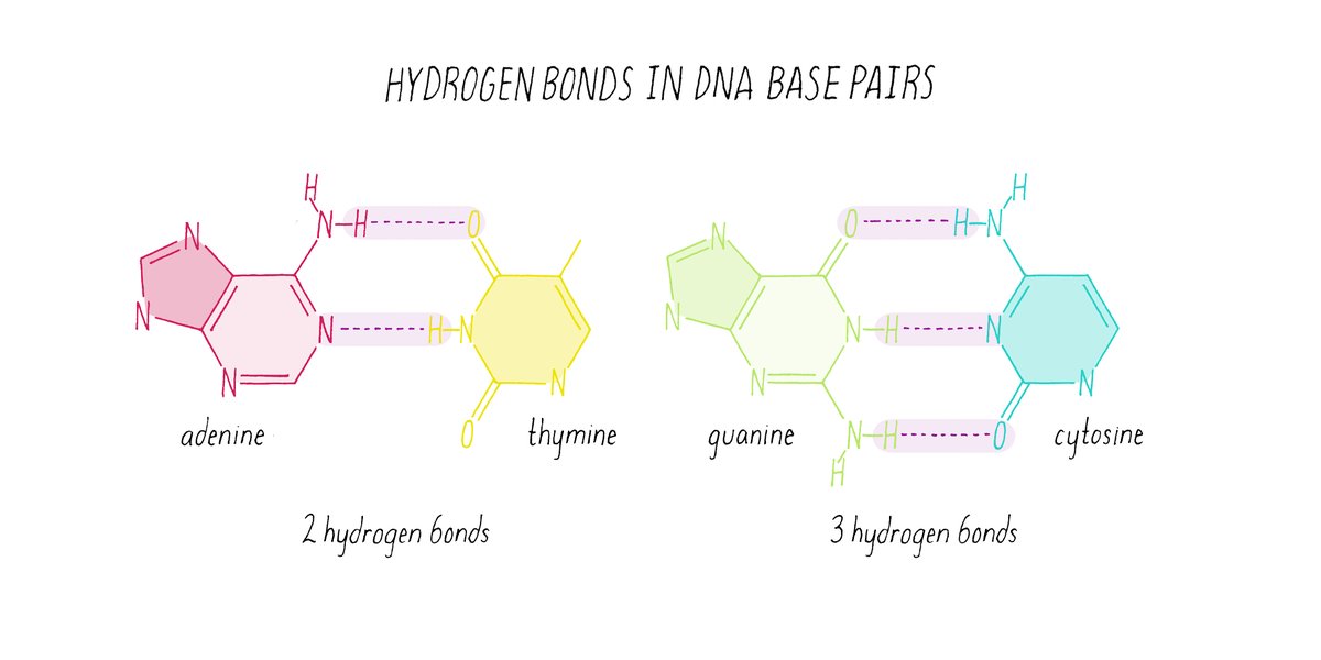 genomic-numbers-perez-dna-theory-8aavcj2b5j