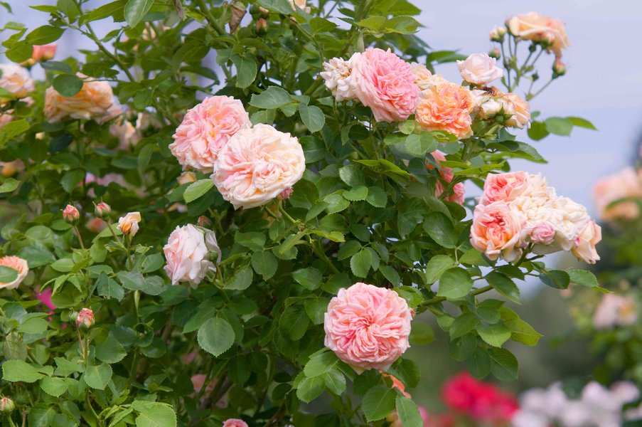 A gardener pruning a climbing rose with shears.