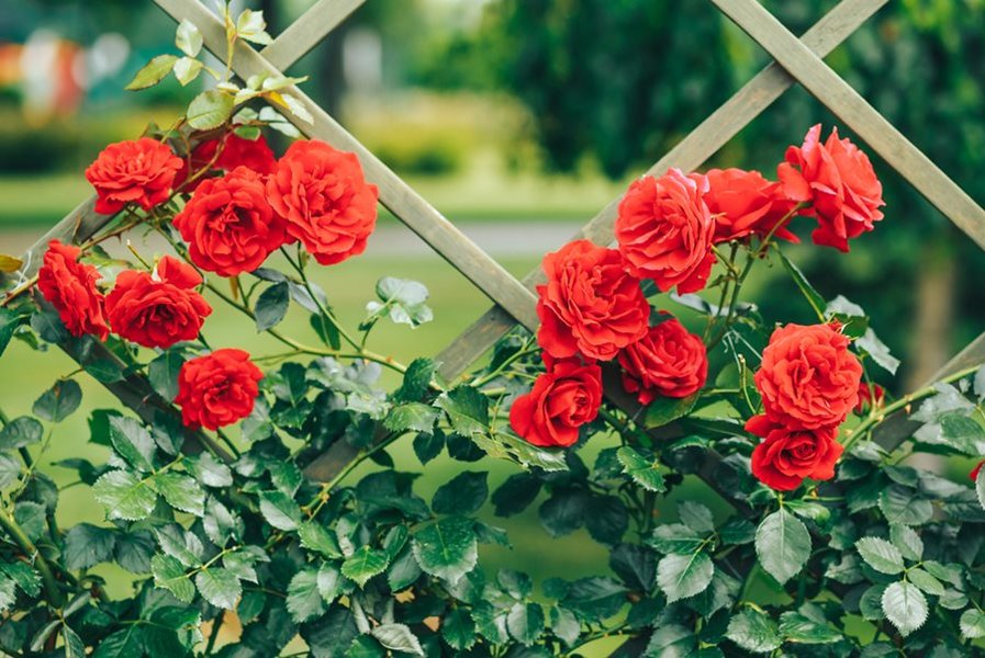 get-rose-vines-bloom-onm18j5o