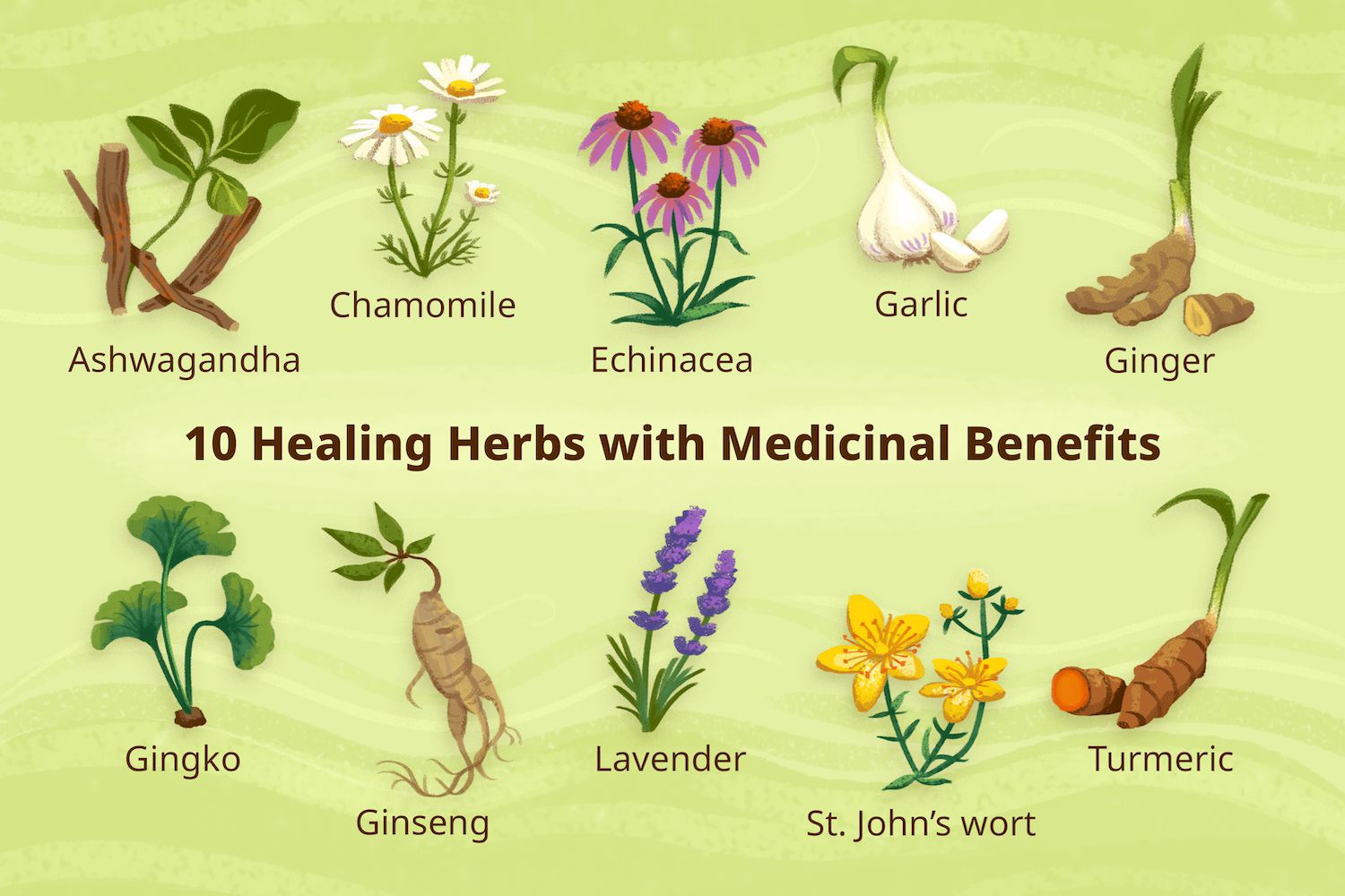 herbal medicine plants