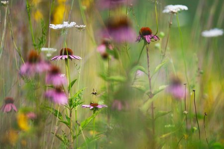 bees and wildflowers in natural setting
