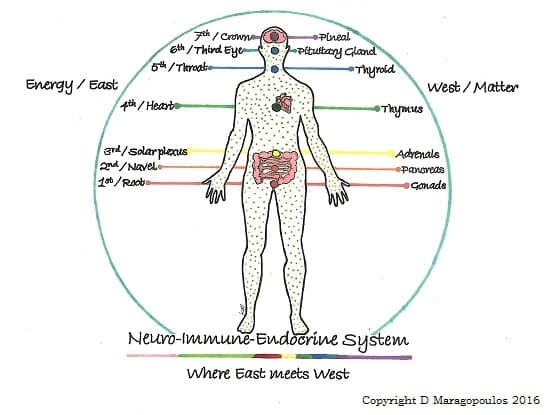 scenic endocrine organs