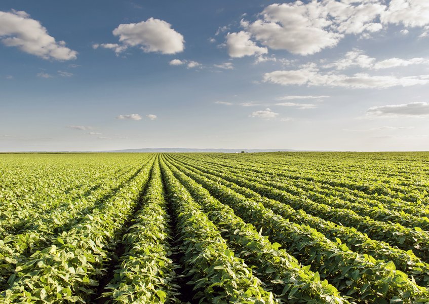 Global map showing adoption of biotech crops