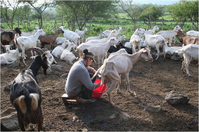 pastoral goat farmers field trade market