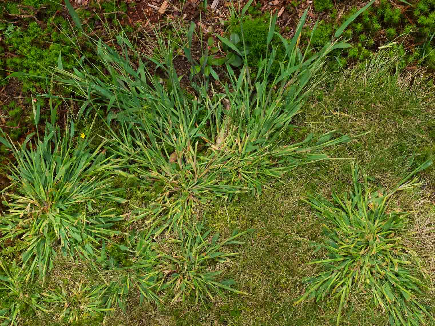 lush lawn with invasive grassy weeds