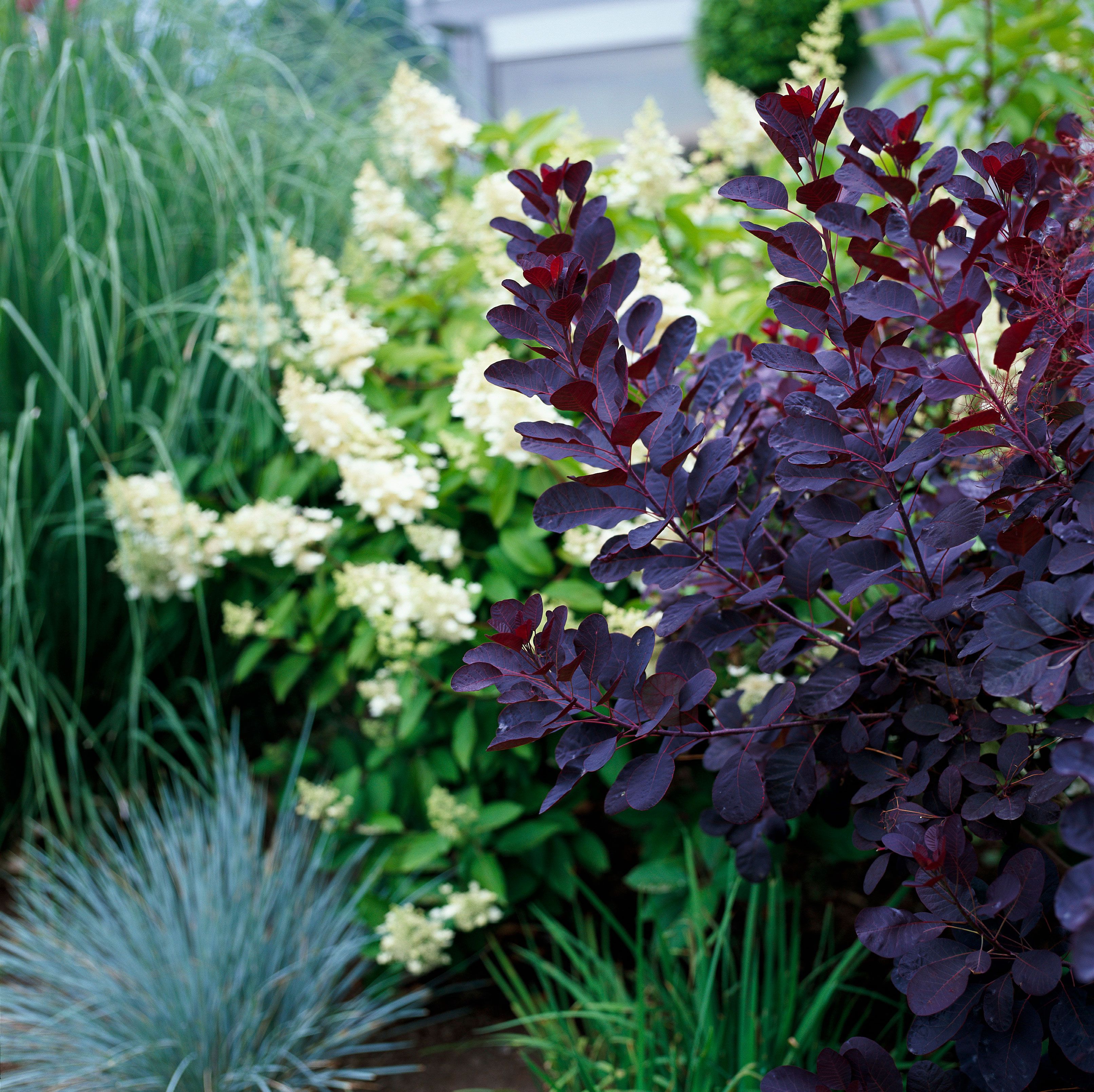smoke tree in garden