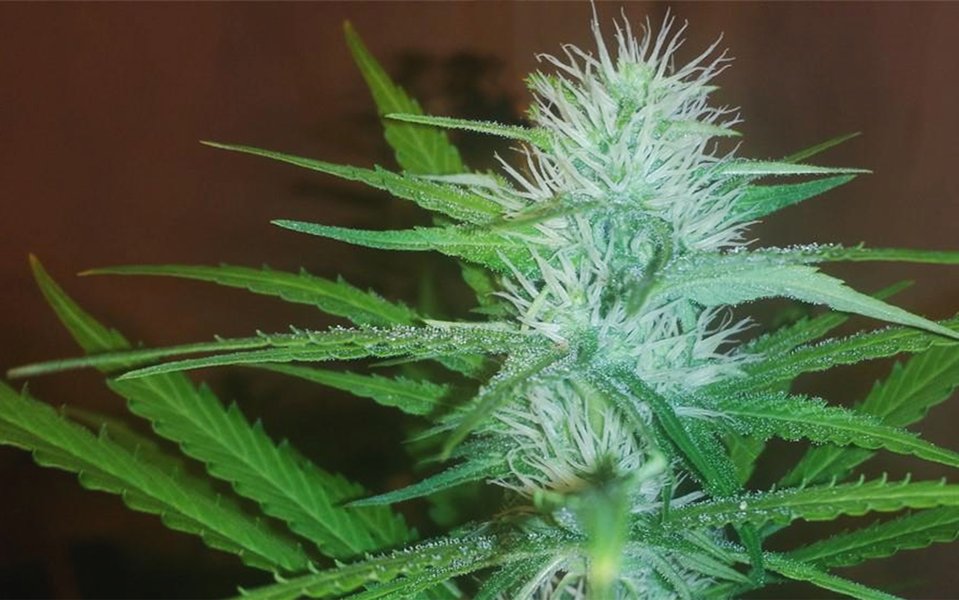 growing-lemon-kush-outdoors-guide-k4mq9pps