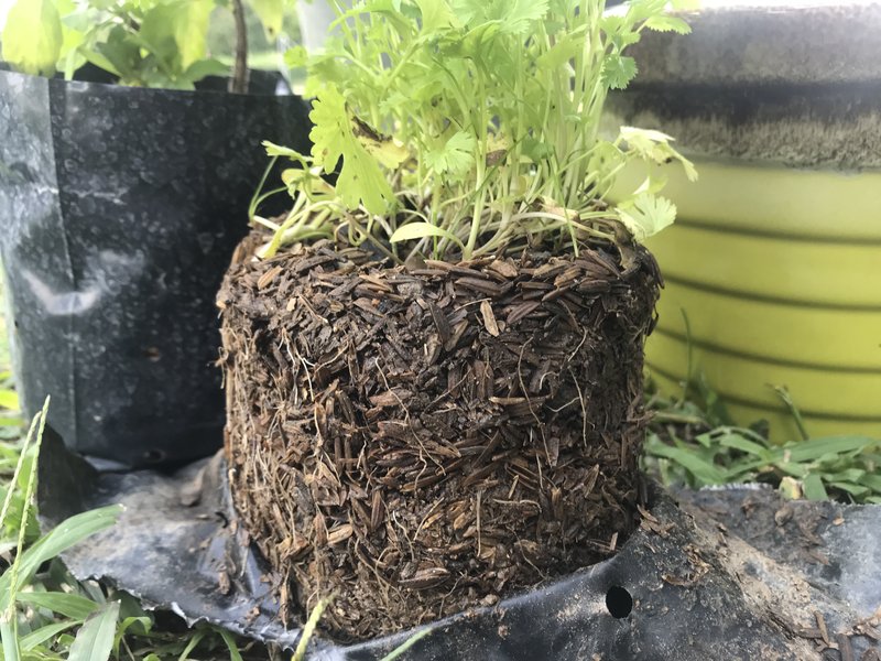 coconut fiber and rice hulls substrate
