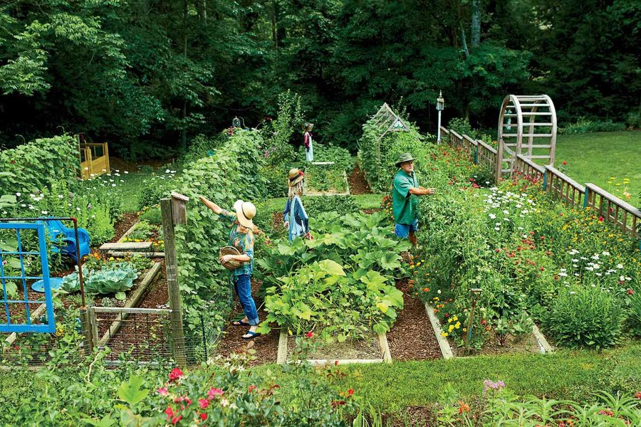 growing-vegetable-garden-basics-c3jzl86e