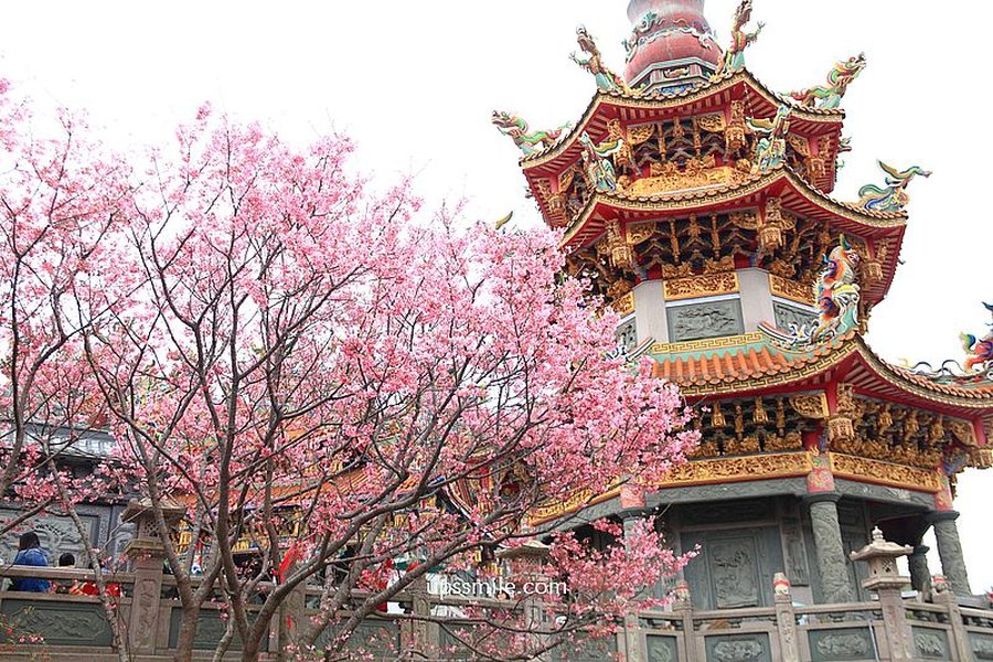 竹林山觀音寺櫻花