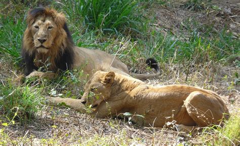 Safari @ Bannerghatta National Park Safari | Ashwin Kumar | Flickr