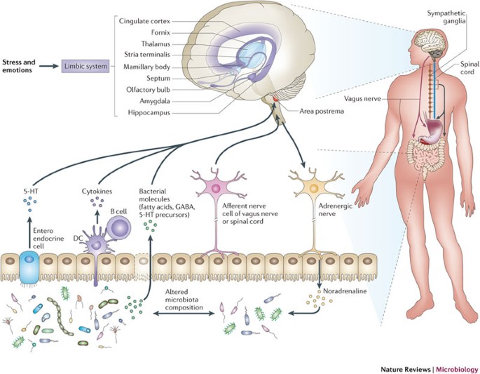 scenic view of intestinal bacteria illustration with brain connection
