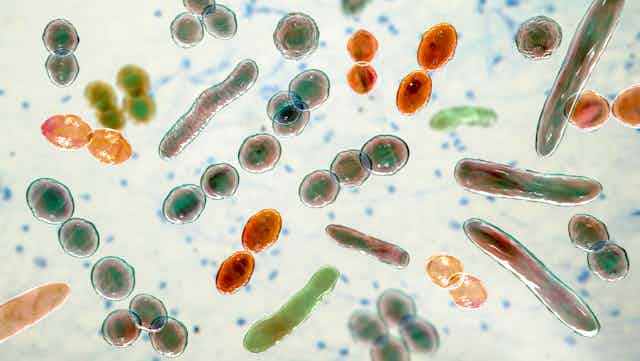 microscopic view of gut microbiome