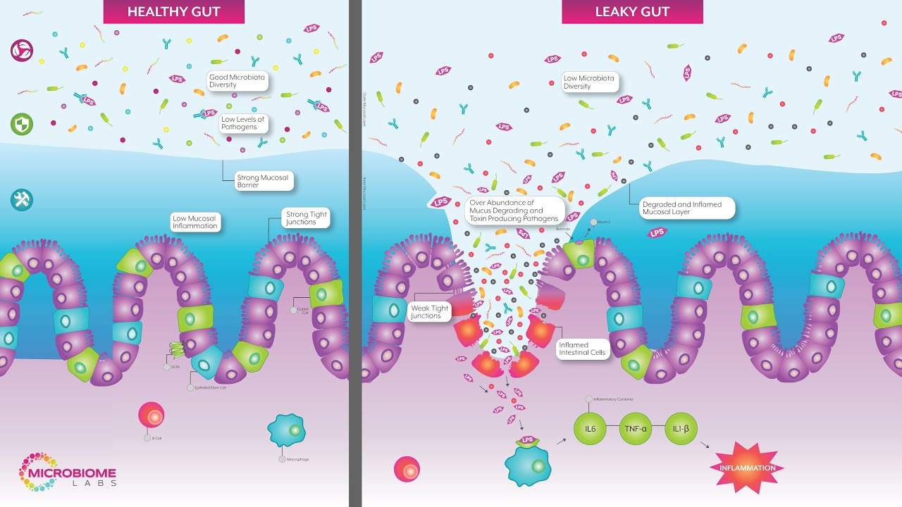 gut microbiome laboratory
