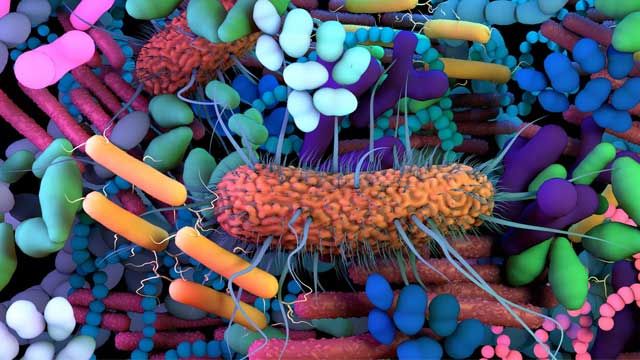 gut microbiome diverse bacteria