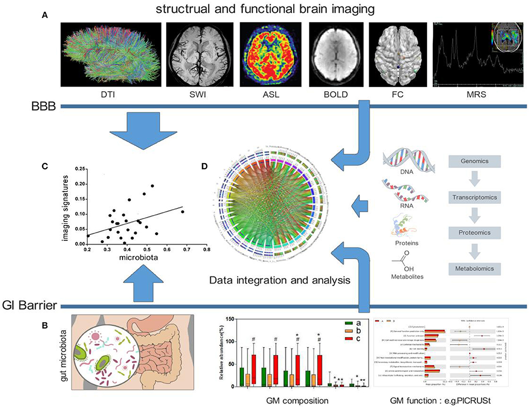 gut brain axis, laboratory microbiome, neuroimaging