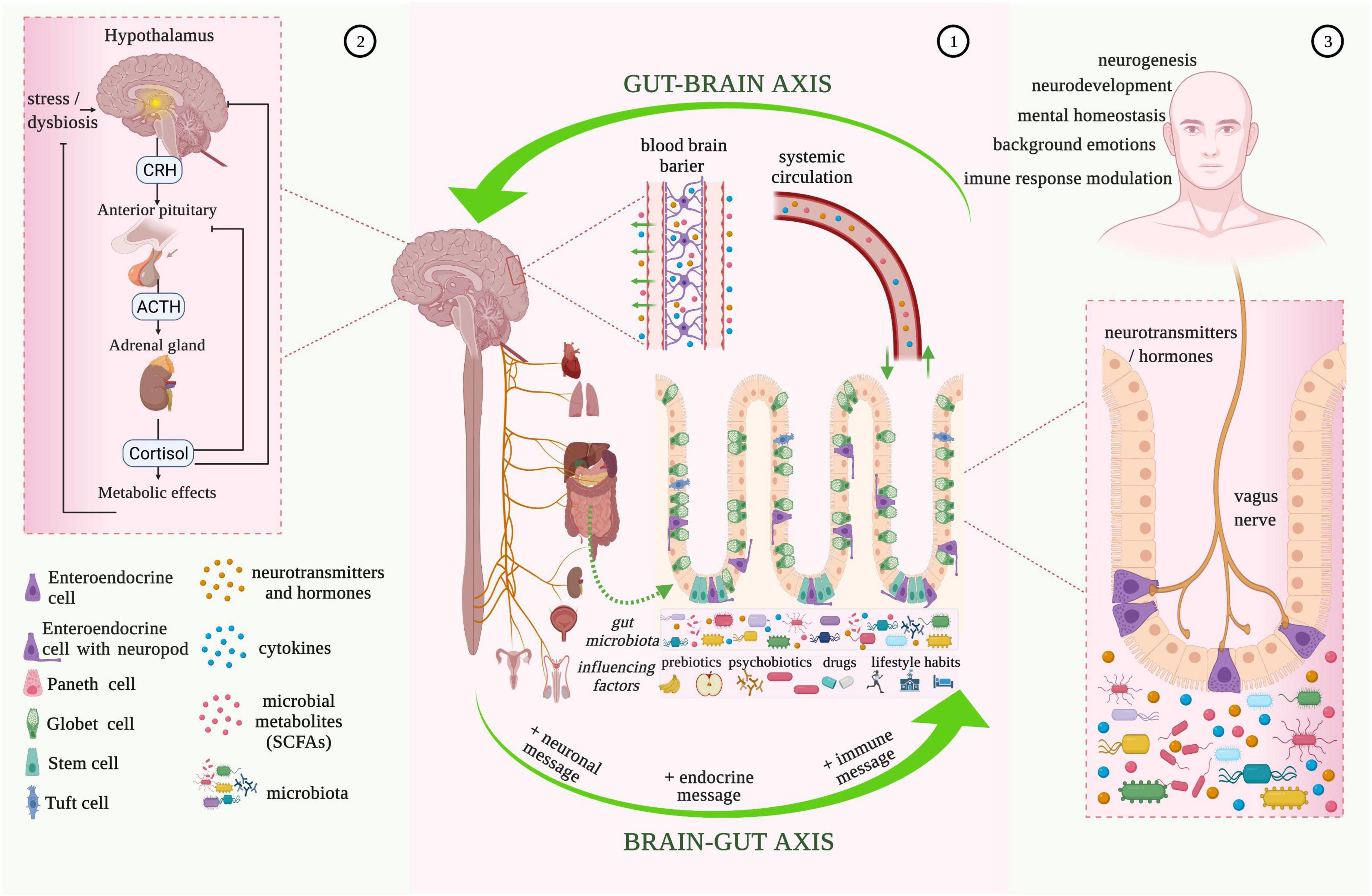 gut microbiome neurology probiotics