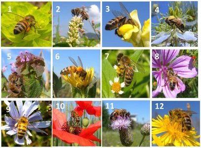 pollinators in fragmented landscape