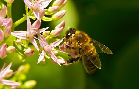 bees on flowers and natural habitats