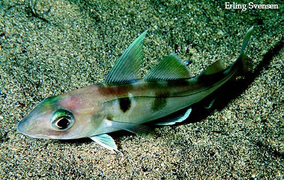 Drawing of a Haddock fish