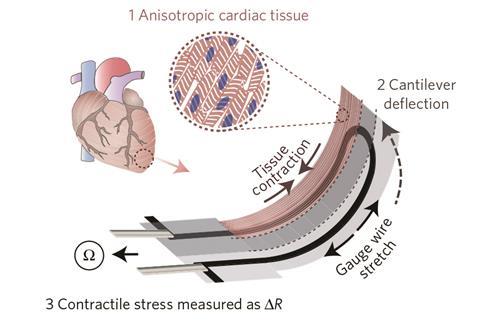 3D printed heart model and microfluidic chip