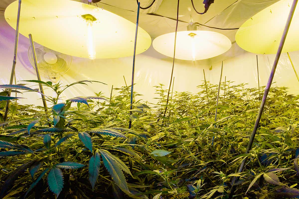 cannabis cultivation with yeast