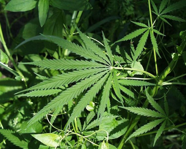 hemp-leaf-animal-feed-ggjhvrxo
