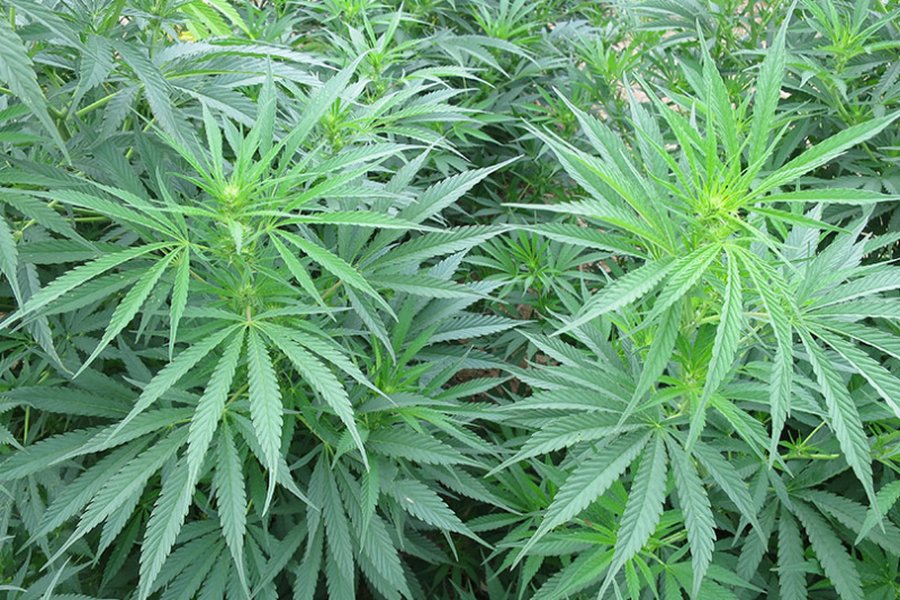 Researchers examining hemp plants in a laboratory setting.