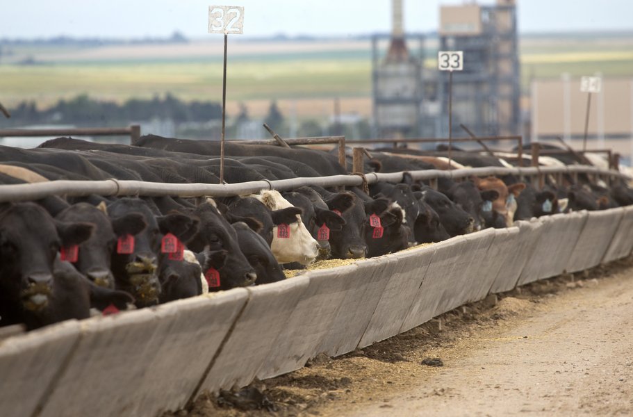 Cattle being fed outdoors in a field.