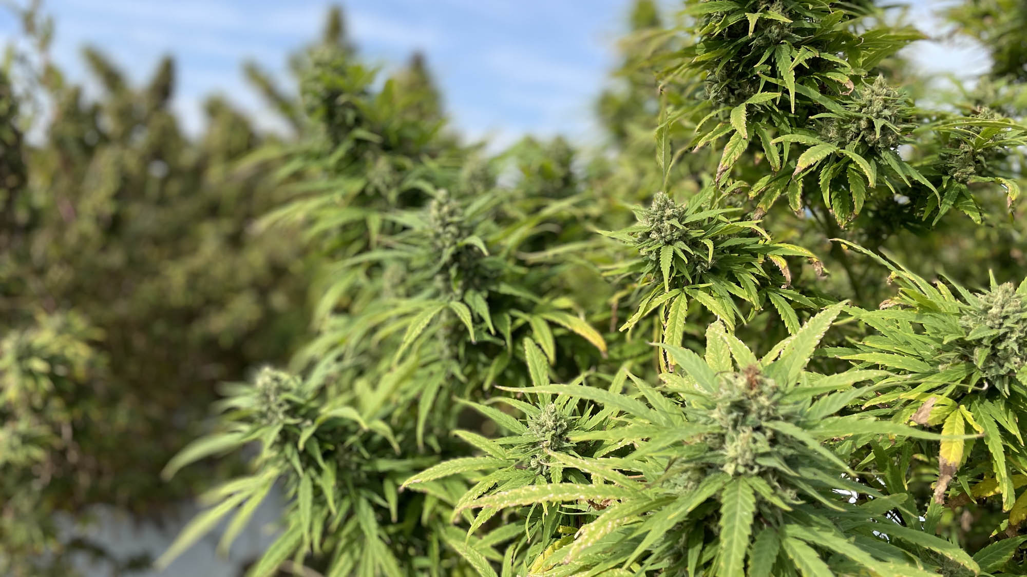hemp field beverage production