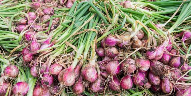 organic gardening field with shallots