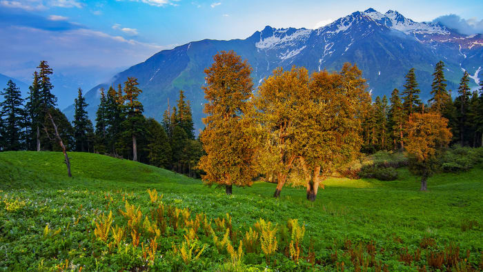 scenic landscape with herbal plants