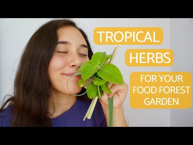tropical herbs and plants