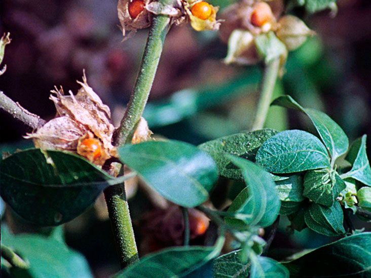 herbs and nervous system