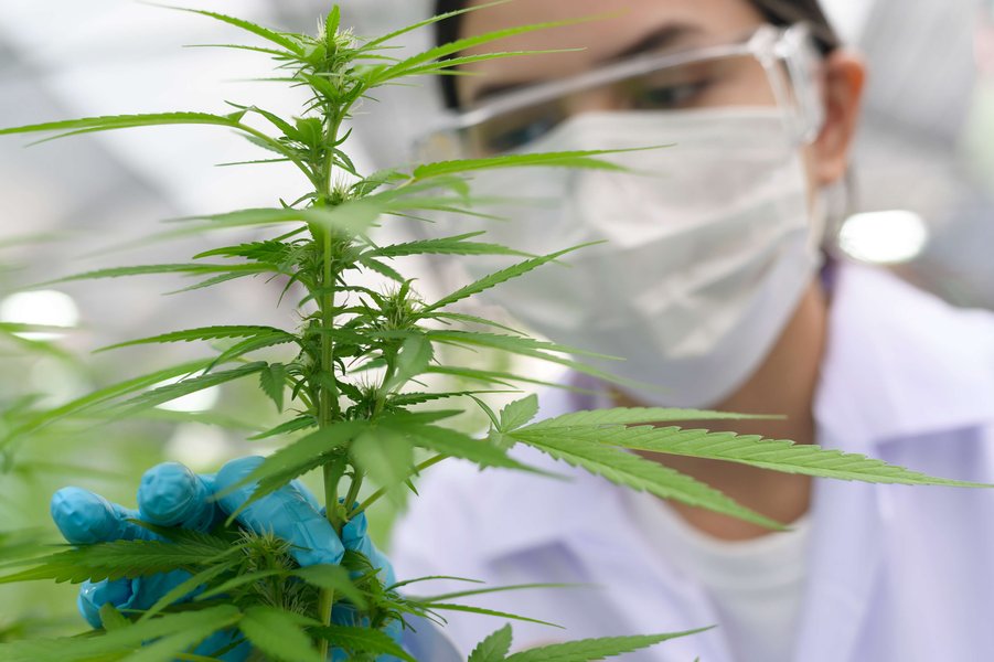 cannabis plant chemical lab
